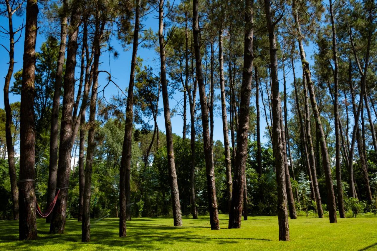 Buxus Hotel Shekvetili Exteriér fotografie